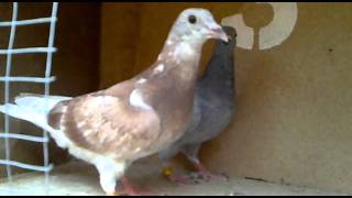 Racing pigeons Golebie pocztowe Uk 100% BRICOUX GB11