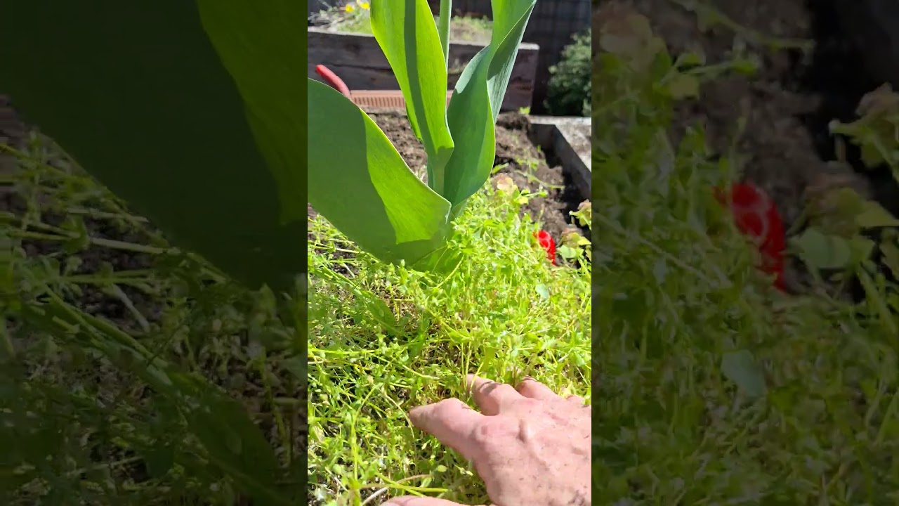 bitter cress weed throwing seeds around