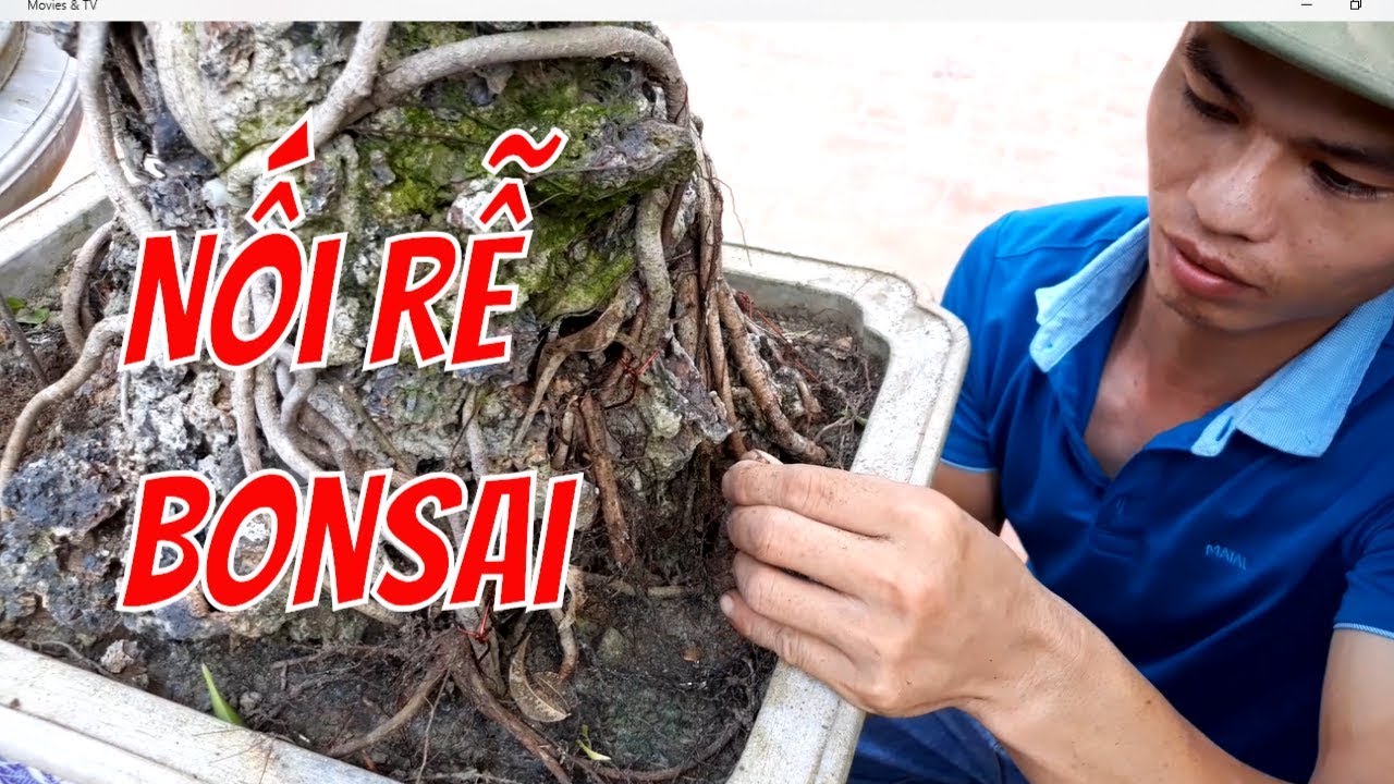 BonsaiHP| KỸ THUẬT NỐI RỄ ĐỘC ĐÁO CHO CÂY CẢNH BONSAI