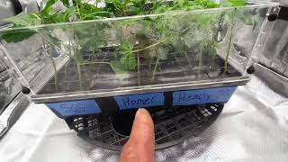 Week #1 organic living soil indoor grow