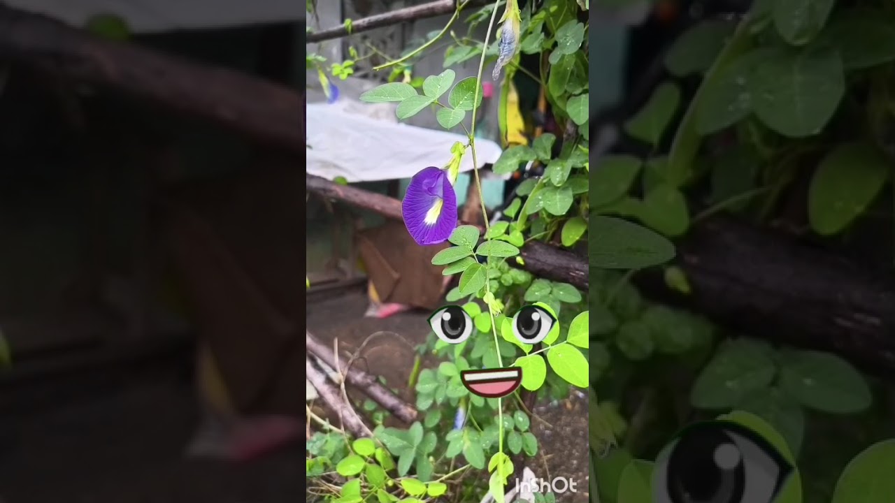 benefits of sangu poo 