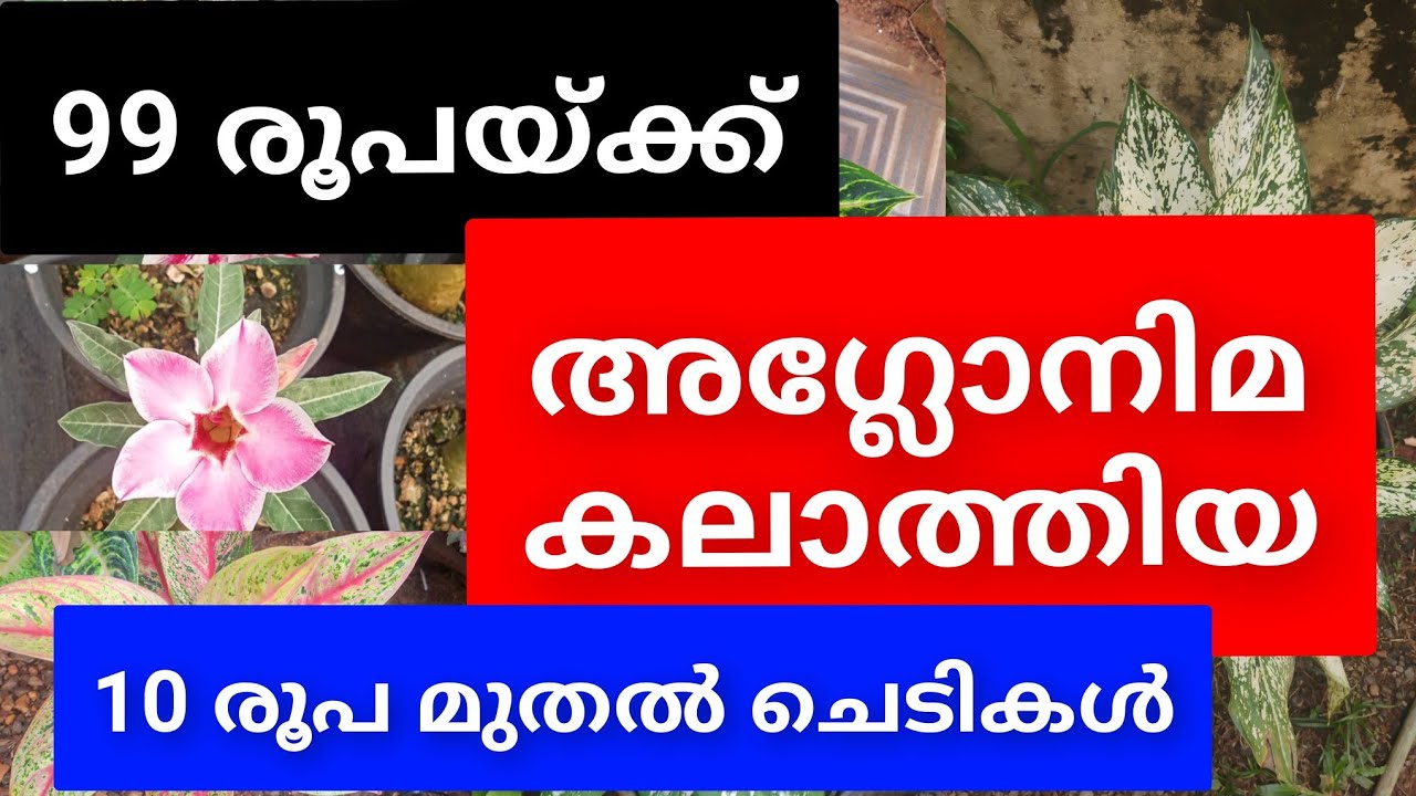 Low Price Plant Sale ₹99 😱 | Indoor Plants at Cheapest Price 🌿