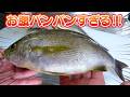 【お腹パンパン!】膨れ上がったイサキを食べ尽す!じいちゃんの大好物といえば・・・?