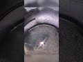 They said gold fever was history… but I’m here to prove it’s alive and shining.#gold panning