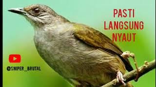 SUARA PANCINGAN MERBAH MATA MERAH ,BAHAN !!!!!!!