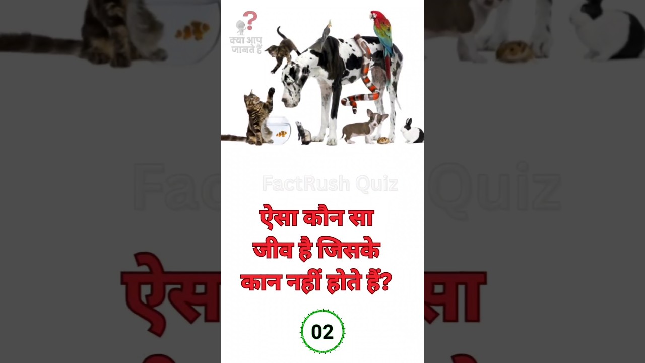 FactRush Quiz | Test Your Brain in 30 Seconds! 