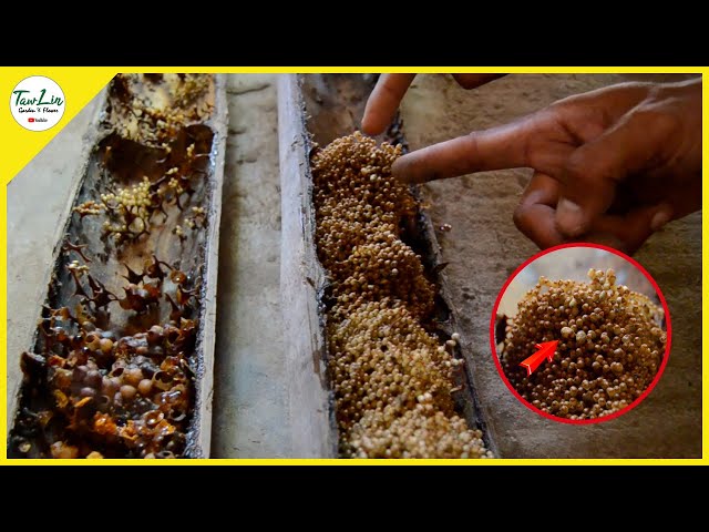 How to break up a Trigona Bee Colony by Sekotong Breeders class=