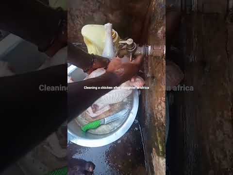 How we clean chicken immediately after slaughter...
