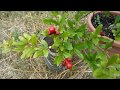 Гранат обыкновенный (Punica granatum) 2018