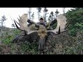 Moose Hunt In Newfoundland