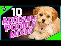Cutest Small Poodle Mixes - OMG So Cute