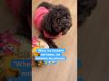 Is he expected a sorry?#foryou#explorepage#funnyvideo#dogsofyoutube#trendingnow