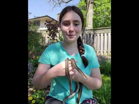Video: Adakah ular garter haiwan peliharaan?