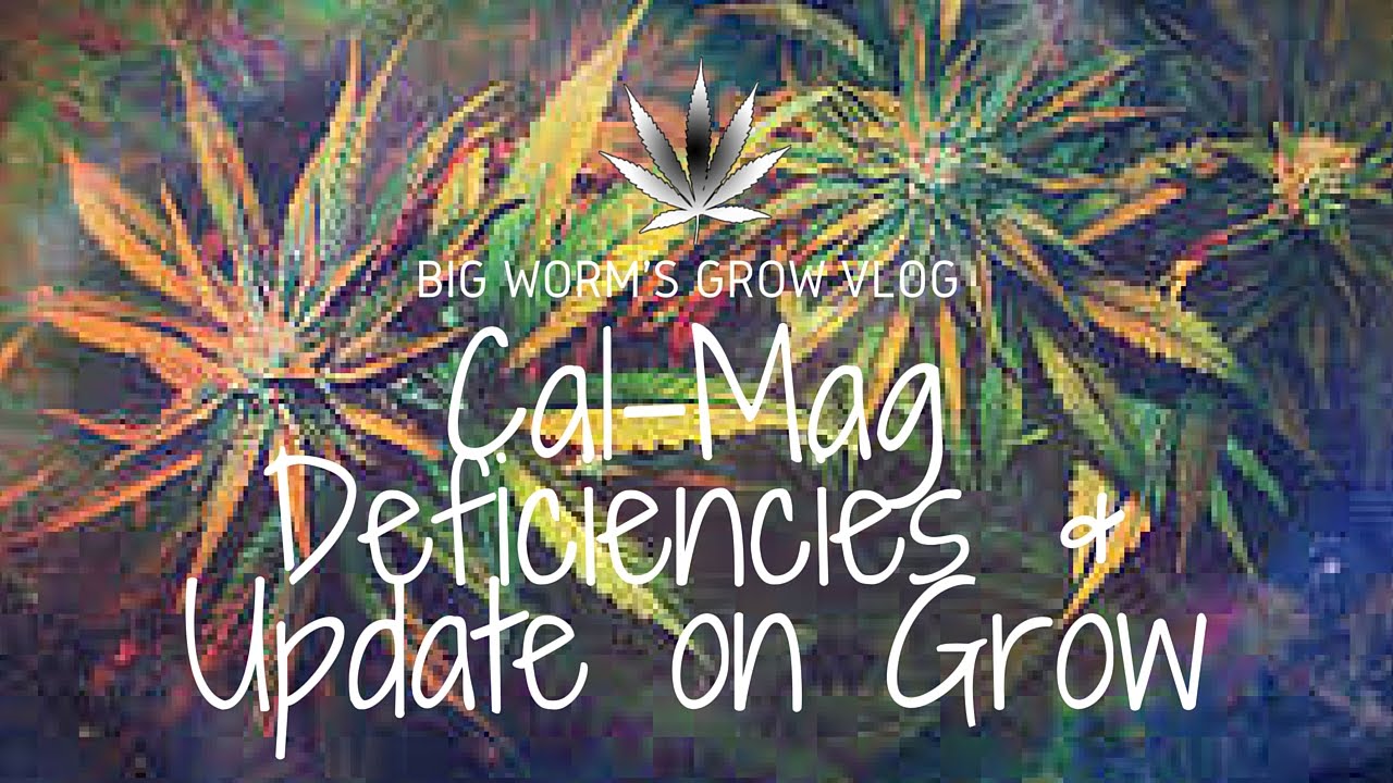 Big Worm's DC Grow Vlog 2 - No till, Organic, Cannabis Grow Tips