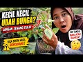 Tanaman Masih Kecil Tapi Sudah Berbunga, Bagus atau Tidak?