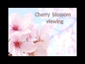 Cherry  blossom  viewing  (花見酒/Hanamizake)