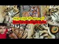 How to feed tiger cubs  how to born tiger tiger bengaltiger babytiger srilanka