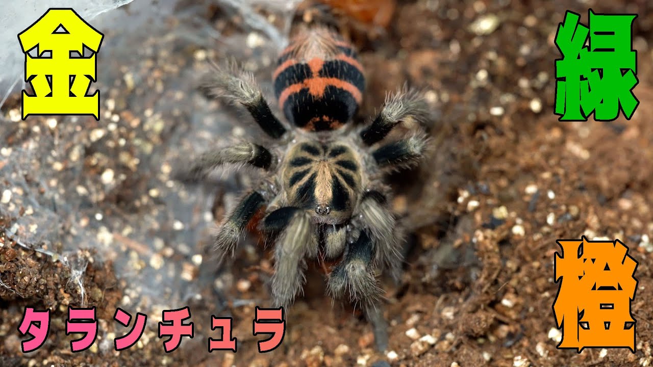 Spider Introduction] A cute gold, green, and orange tarantula
