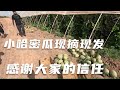 一大早出发摘最后一批哈密瓜，吐鲁番温度真高，手机热得罢工了【1212房车旅行】