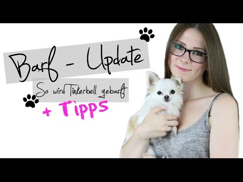BARF - UPDATE + TIPS | How to feed Tinkerbell a BARF diet 🐶