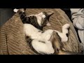 日曜日猫まみれ※飼い主発熱につき1時間限定！