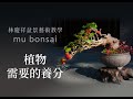 春∣如何養健康 植物需要的養分 ◤林慶祥盆景藝術教學◢ Bonsai in Taiwan