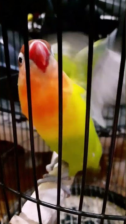 LOVEBIRD FIGHTER BETINA EMOSI MEMANGGIL LAWAN