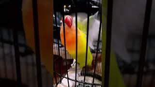 LOVEBIRD FIGHTER BETINA EMOSI MEMANGGIL LAWAN