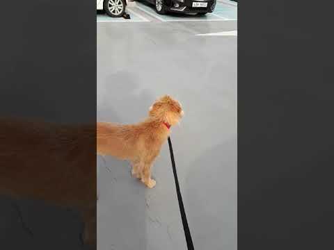 korean bbq near me Sari