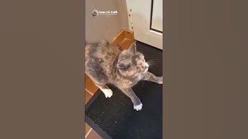 Xem Là Cười || Những khoảnh khắc hài hước của những chú mồn lèo #funny #haihuoc #funnyshorts