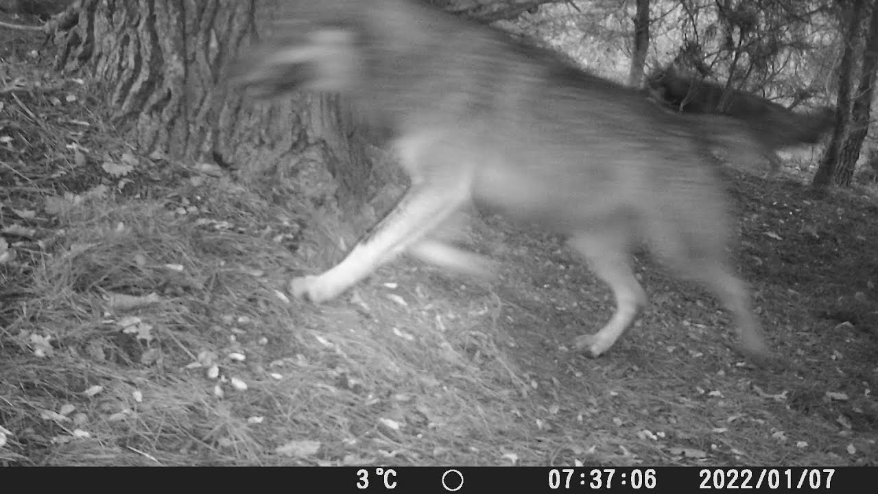 Lupi e cinghiali - Parco del Conero