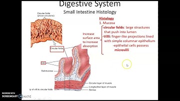Chapter 24: The Digestive System Topics: Small Intestine (anat 32)