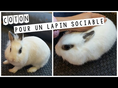 Vidéo: Pourquoi Les Lapins Mordent-ils ?