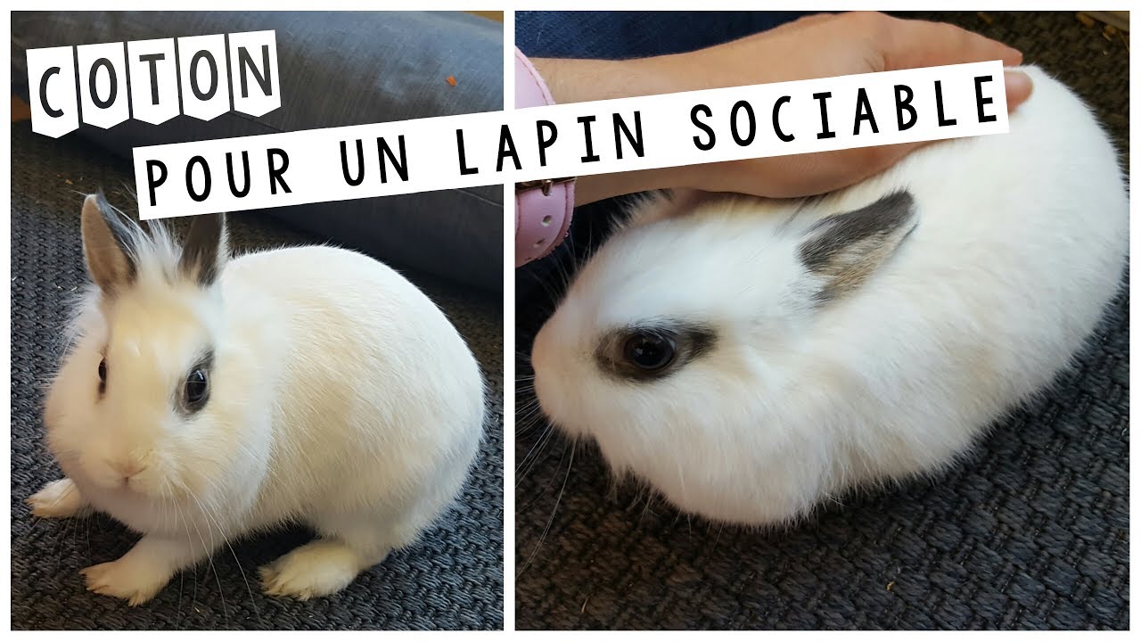 Mon lapin est agressif et mord : que faire ?