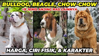 BASSET HOUND, BULLDOG, CHOW-CHOW, DALMENATIAN AND OTHERS - TYPES OF DOG BREEDS PART 1 by Anjing Peliharaan 3,777 views 1 year ago 11 minutes, 5 seconds
