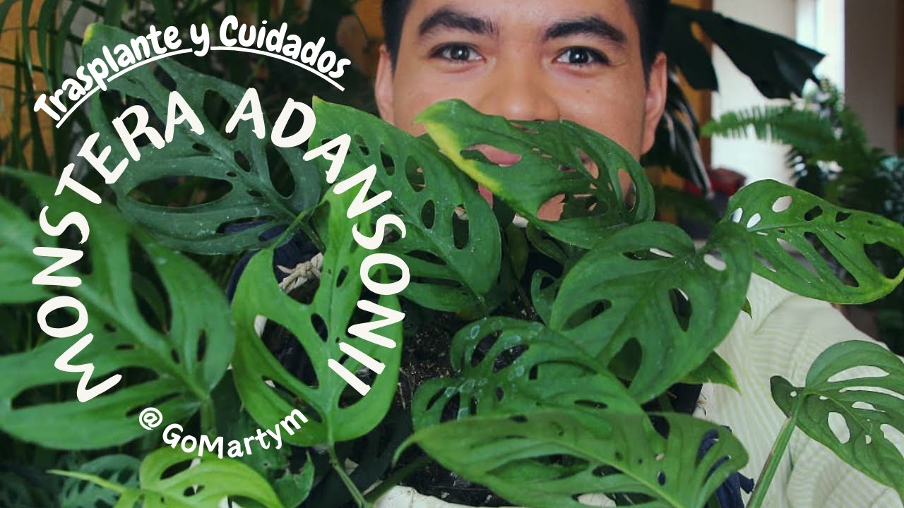 Como transplantar una Montera Adansonii y cuidados