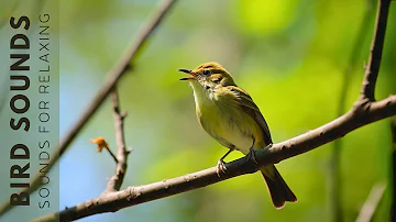 Birds Chirping - Birds Singing No Music, Forest Birdsong, Relaxing Nature Sounds 24 Hours