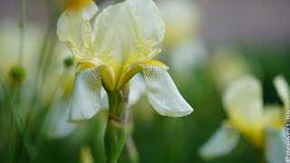 *** -  FRANCIS GOYA - NOSTALGIA -  / Beautiful Iris Flowers / - ***