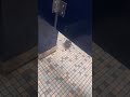 is this normal? #viralvideo