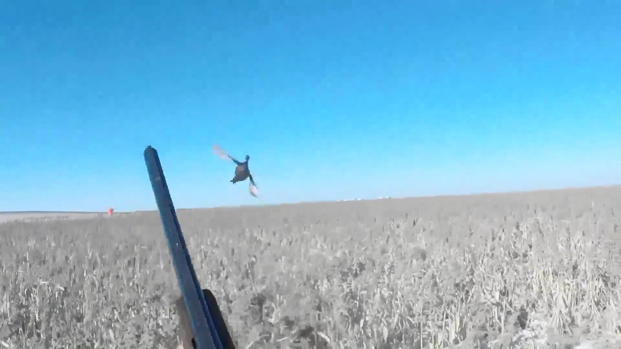 South Dakota Pheasant hunting 2018 by Kevin Dooley DVM YouTube
