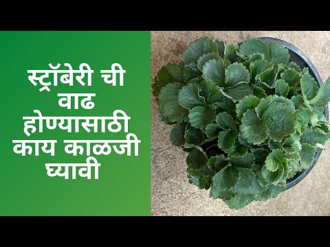 स्ट्रॉबेरीची जोमदार वाढ होण्यासाठी काय काळजी घ्यावी । #Strawberry