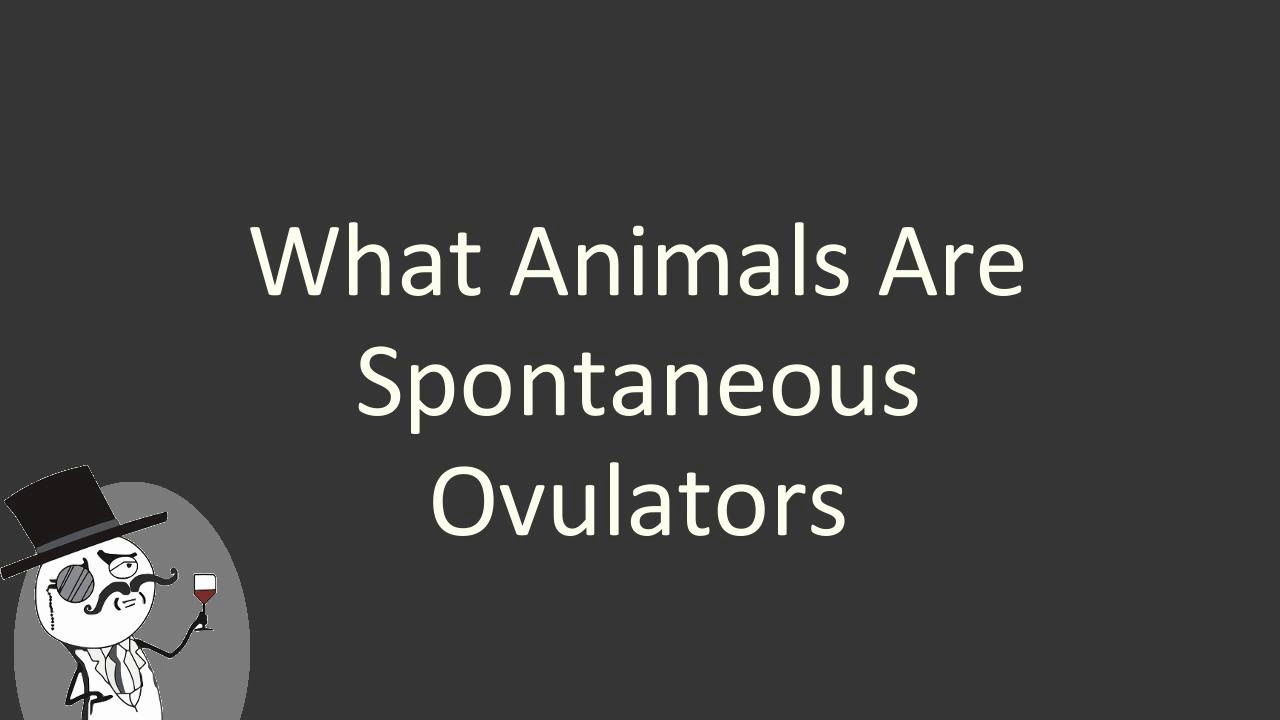 What animals are spontaneous Ovulators