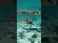 Octopus Ke 3 Dil Hote Hain 😱 | Amazing Fact #shorts