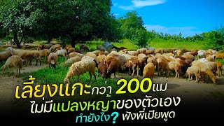 เลี้ยงแกะไร่ทุ่งกว่า200แม่ แต่ไม่มีแปลงหญ้าเป็นของตัวเอง เขาทำยังไงให้แกะสมบูรณ์เทียบฟาร์มอื่นๆได้