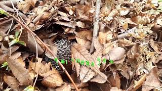 고슴도치 봄나들이 (hedgehog spring outing)