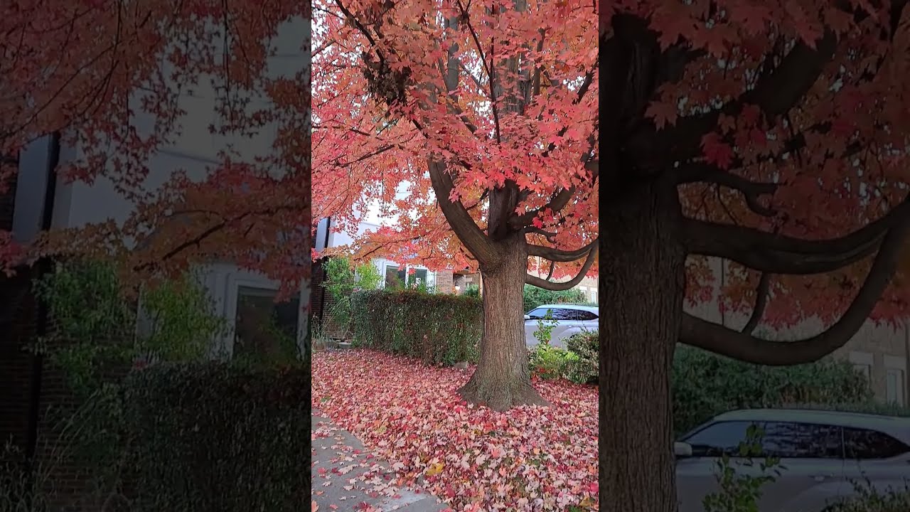 Red Maple Tree on Toronto Residential Street #torontolife