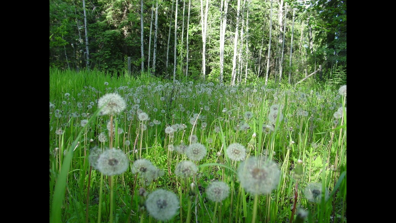 acoustic guitar / indie folk / adrianne lenker type instrumental “ivy”