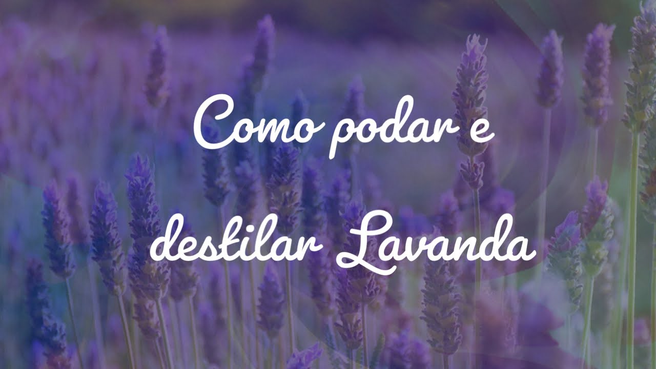 Como podar e destilar lavanda - Dicas com Tio Lavanda