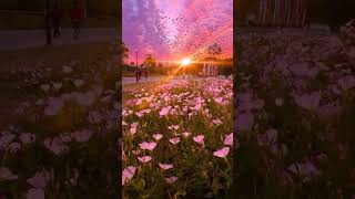 Rose #ancient #travel #edmplaylists #china #nature #musicplaylists #music #mountains #dream #ancient