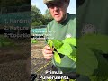 Dartana Plants growing guide Primula Pulverulenta